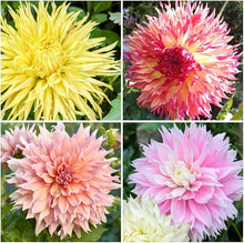 Dahlia Dahlia Pinnata Seeds for a bright addition to the Garden Decorative Borders