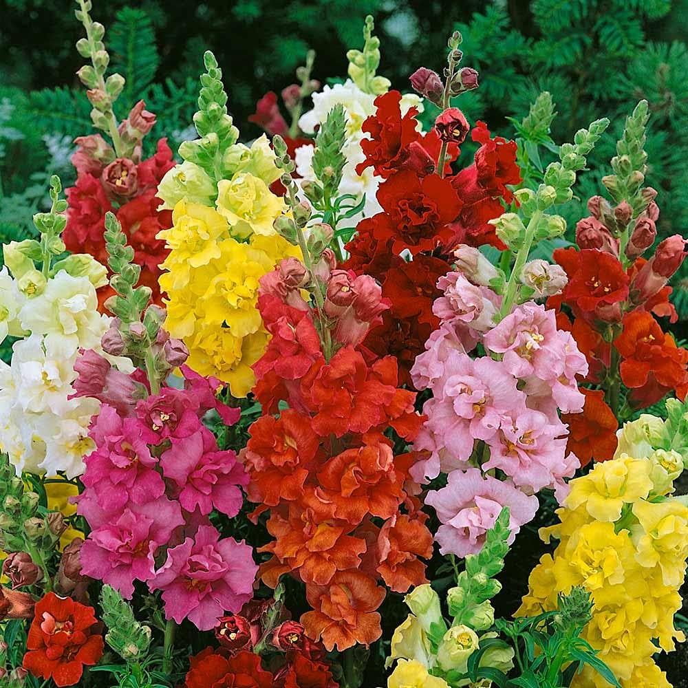Snapdragon ��������� Antirrhinum majus ��������� for planting in perennial flower gardens