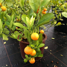 Golden Orange Mini Potted Fruit Tree Seeds for a sweet addition to the home orchard