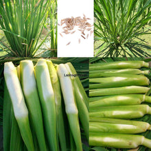 Zizania Latifolia Aquatic Seeds for gardeners building out beds and borders