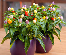 7 Pot Seeds (Jonas pepper) for a reliable harvest in the sunny backyard garden