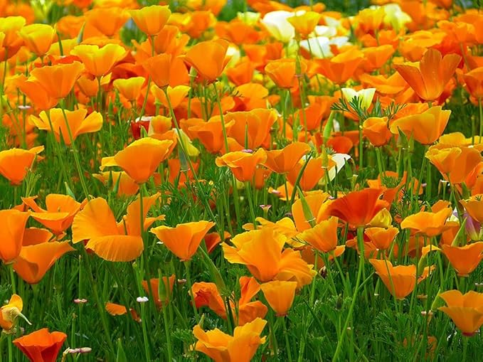 California Poppy Mixed Native Wildflower - for planting in home garden