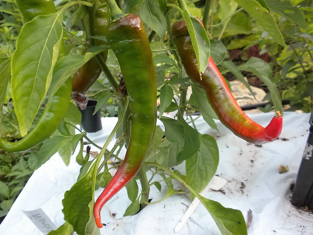 Jimmy Nardello Paprika Sweet Red Italian Capsicum Annuum Samen Seeds for growers seeking a long-blooming display