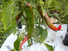 Jimmy Nardello Paprika Sweet Red Italian Capsicum Annuum Samen Seeds for growers seeking a long-blooming display