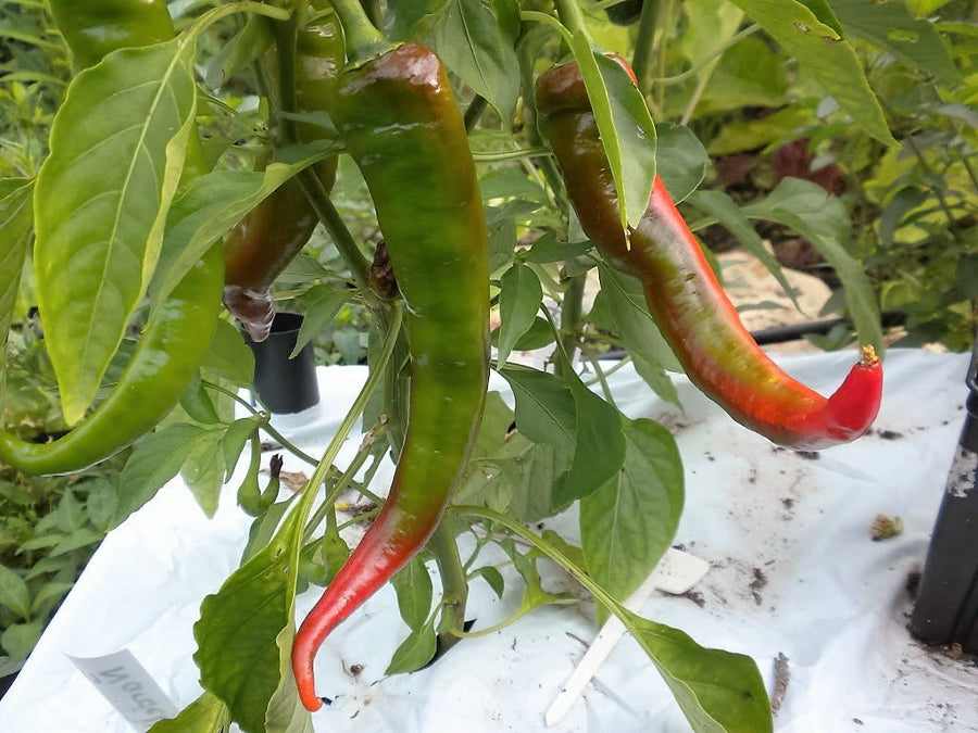 Jimmy Nardello Paprika Sweet Red Italian Capsicum Annuum Samen Seeds for growers seeking a long-blooming display