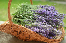 Herb Lavanda Seeds (Lavandula angustifolia) valued for fragrant, Purple Lavender Flowers