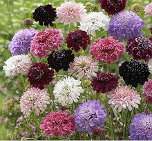 Scabiosa Cutbrite Pincushion Mix Seeds for seasonal color across the Cut Pollinator Gardens