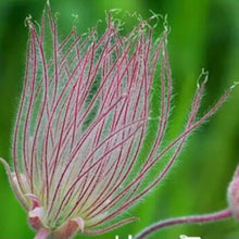 PRAIRIE SMOKE Geum Triflorum Purple Prairie Avens Seeds for gardeners building out beds and borders