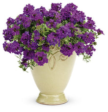 Blau Verbena Plant Seeds for a colorful addition to any planting