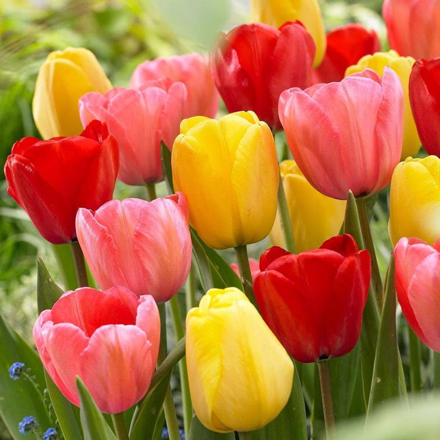 Tulip Tulipa gesneriana flower seeds for planting in backyard gardens and containers - for planting in home garden