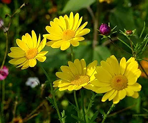 Chrysanthemum Chrysanthemum Morifolium Flower Seeds for Planting – Fall Blooms for Garden Borders and Container Gardens