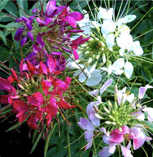 Cleome Spider Seeds (Cleome hassleriana) for a lasting display in the Flower Bed & Garden