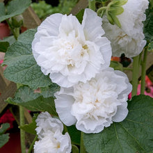 Alcea Rosea Chater's White Icicle Seeds (Alcea rosea) for a bright addition to the Flower Bed