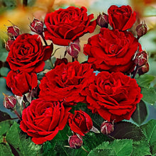 Rose tree seeds for European rose garden flowering trees