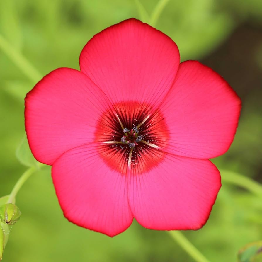 Red Rock Cress Aubrieta Seeds for a bright addition to the flowering groundcover rock garden