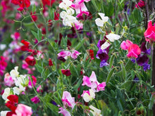 Pea-Vles Seeds for growers stocking a kitchen garden