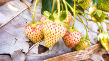Plant Seeds (Fragissimo vanilla) known for fragrant strawberry variety