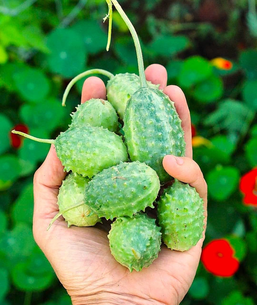 Krymson (Svyt Anguria Seeds – Rare Watermelon Variety with Vivid Flesh) for planting in garden