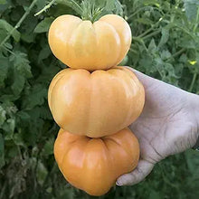 Dr. Wyche’s Yellow Tomato Seeds (Solanum lycopersicum) for productive rows in the sunny backyard gardens