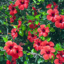 Giant Hibiscus Seeds for a bright addition to the Tropical Garden Planting