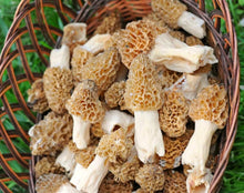 Germination Seeds, Morel Mushroom Spores, Spore Seed Growing Kit to Make Girls Gourmet  Ornamental Garden Plant Garden Plant Seeds