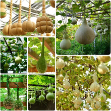Lagenaria Siceraria Pumpkin Seeds for growers stocking the Vegetable Patch