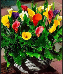 Calla Lily Mixed Colors Seeds known for bonsai Gardening