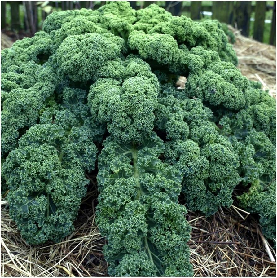 Non-GMO Blue Curled Scotch kale seeds