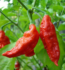 Bih Jolokia Hot Pepper Seeds (Capsicum chinense) for a fresh homegrown crop from the Spicy Garden Planting