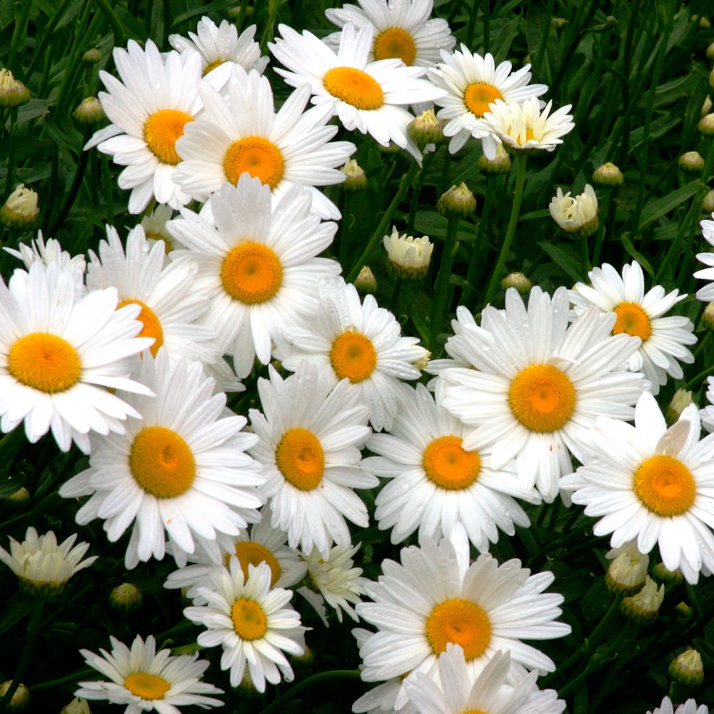 Mini Daisy Bellium minutum seeds for planting in rock gardens