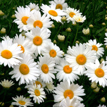 Mini Daisy Bellium minutum seeds for planting in rock gardens