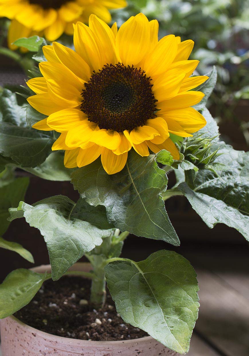 Yellow and red sunflower flower seeds