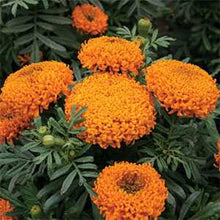 Light Orange Marigold Tagetes Erecta Seeds for a sweet addition to the home orchard