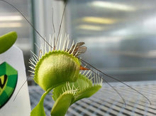 Venus Flytrap Seeds (Dionaea muscipula) for a lasting display in the home garden display