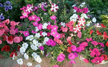 Petunia Seeds for a bright addition to the Petunia colors flower bed window pot