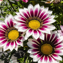 Gazania Seeds for gardeners building out beds and borders