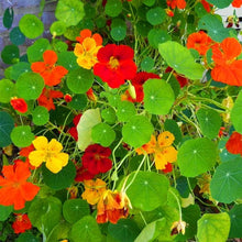 Jewel Mix Nasturtium Seeds (Tropaeolum majus) for seasonal color across the flower bed edible garden