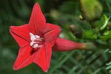 Cardinal Climber Seeds for training up trellises and fences