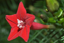 Cardinal Climber Ipomoea Seeds for fast cover along a fence or wall