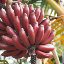 Banana Seeds for seasonal color across the Musa garden backyard orchard