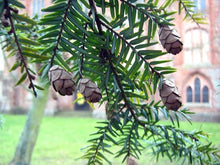 Tsuga Canadensis Eastern Hemlock Tree Seeds for a lasting addition to the landscape