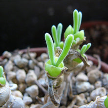 Monilaria Obconica Succulent Seeds (Monilaria obconica) for low-maintenance growing in the rock gardens and succulent collections