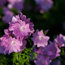 Light Pink and Yellow Malve Seeds for gardeners building out beds and borders