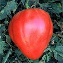 Red Heart Tomato Seeds prized among growers for fresh Eating
