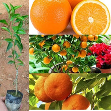 Orange Tree Seeds (Citrus sinensis) for a homegrown harvest from the Indoor Pots