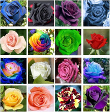 Hellgelb Rose Seeds prized for beautiful, Easy-to-Plant Perennial Roses