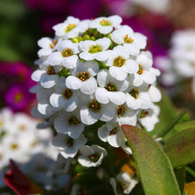 Lobularia Maritima Sweet alyssum flower Seeds for growers filling out the home garden and container edges