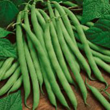 Kentucky Wonder Brown Pole Bean Seeds for a reliable harvest in the Home Vegetable Patch