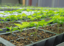Beaver Dam Pepper Seeds (Capsicum annuum) for productive rows in the Vegetable Patch