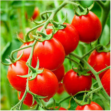 Heirloom German Riesentraube Tomato Seeds valued by growers for huge Cluster Cherry Red Tomatoes
